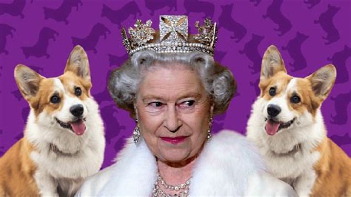 What is the Queen's Favourite dog?
