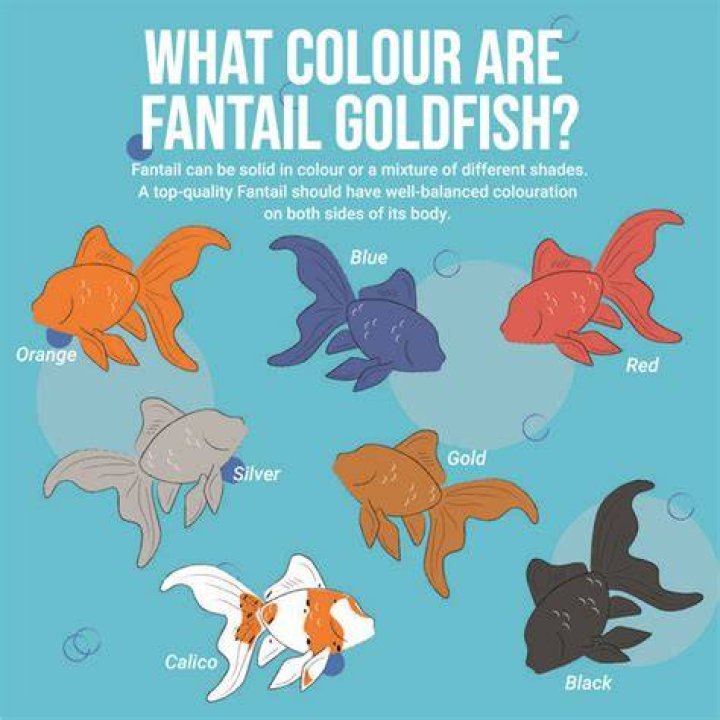 What is the rarest goldfish?