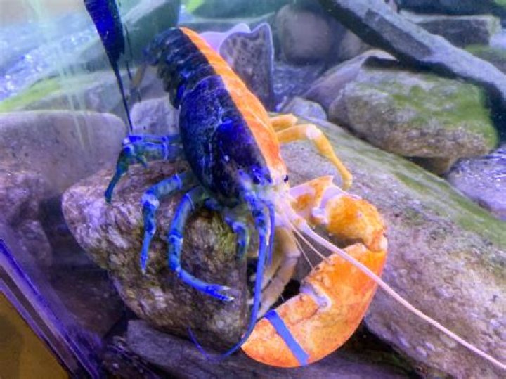 What is the rarest lobster in the world?
