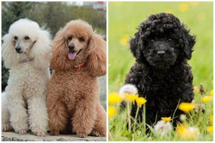 What is the rarest poodle color?