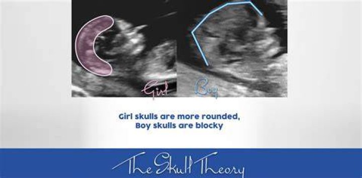 What is the skull theory?