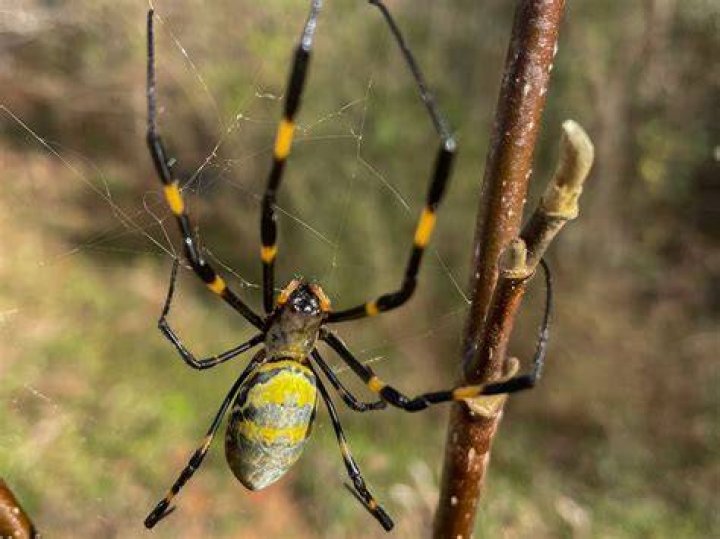 What is the stickiest spider web?