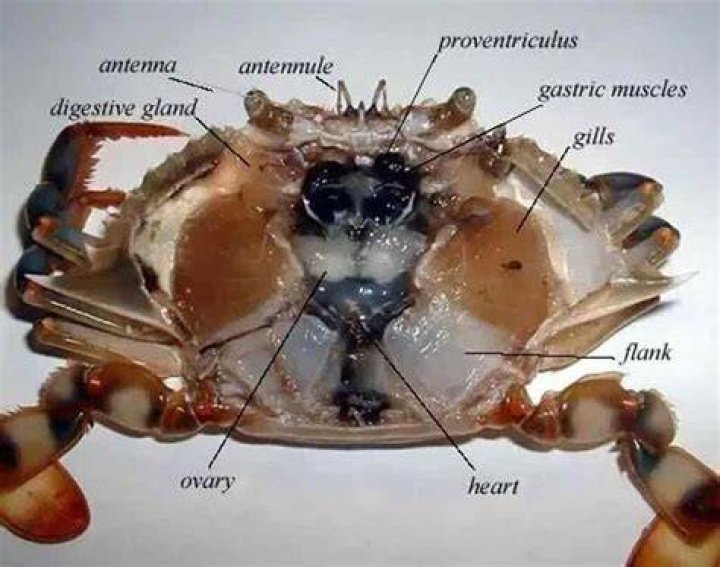 What is the yellow stuff inside a crab?