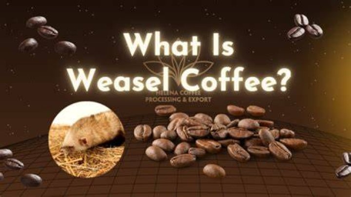 What is weasel coffee?
