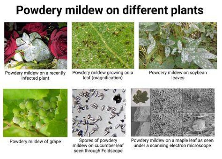 What kind of mold is white and powdery?