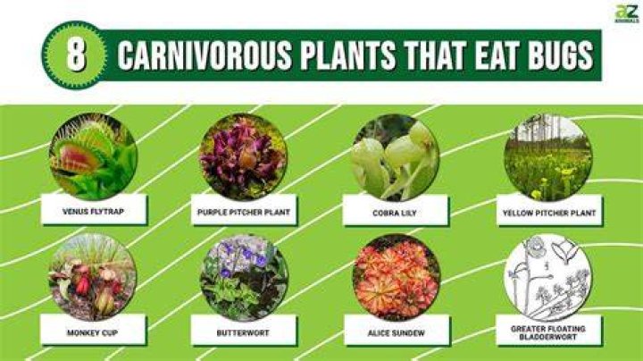 What kind of plants do gophers hate?