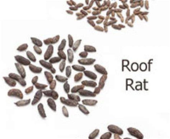 What looks like mouse poop but isn t?