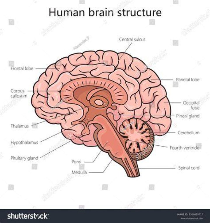 What makes up 80% of the human brain?