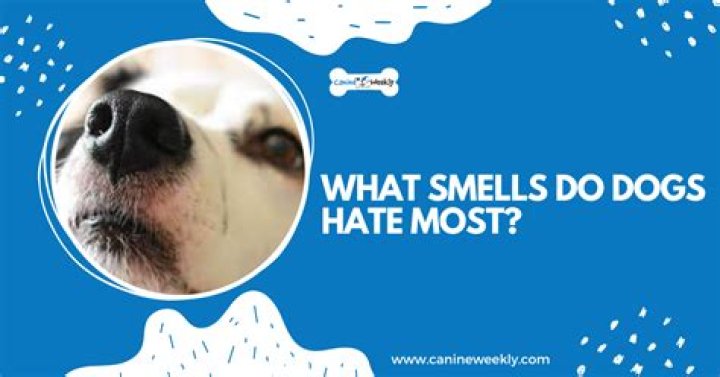 What odor do dogs hate?