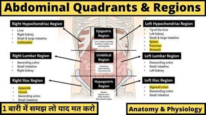 What organs can you feel in your abdomen?