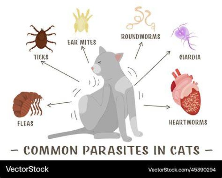 What parasite makes you like cats?