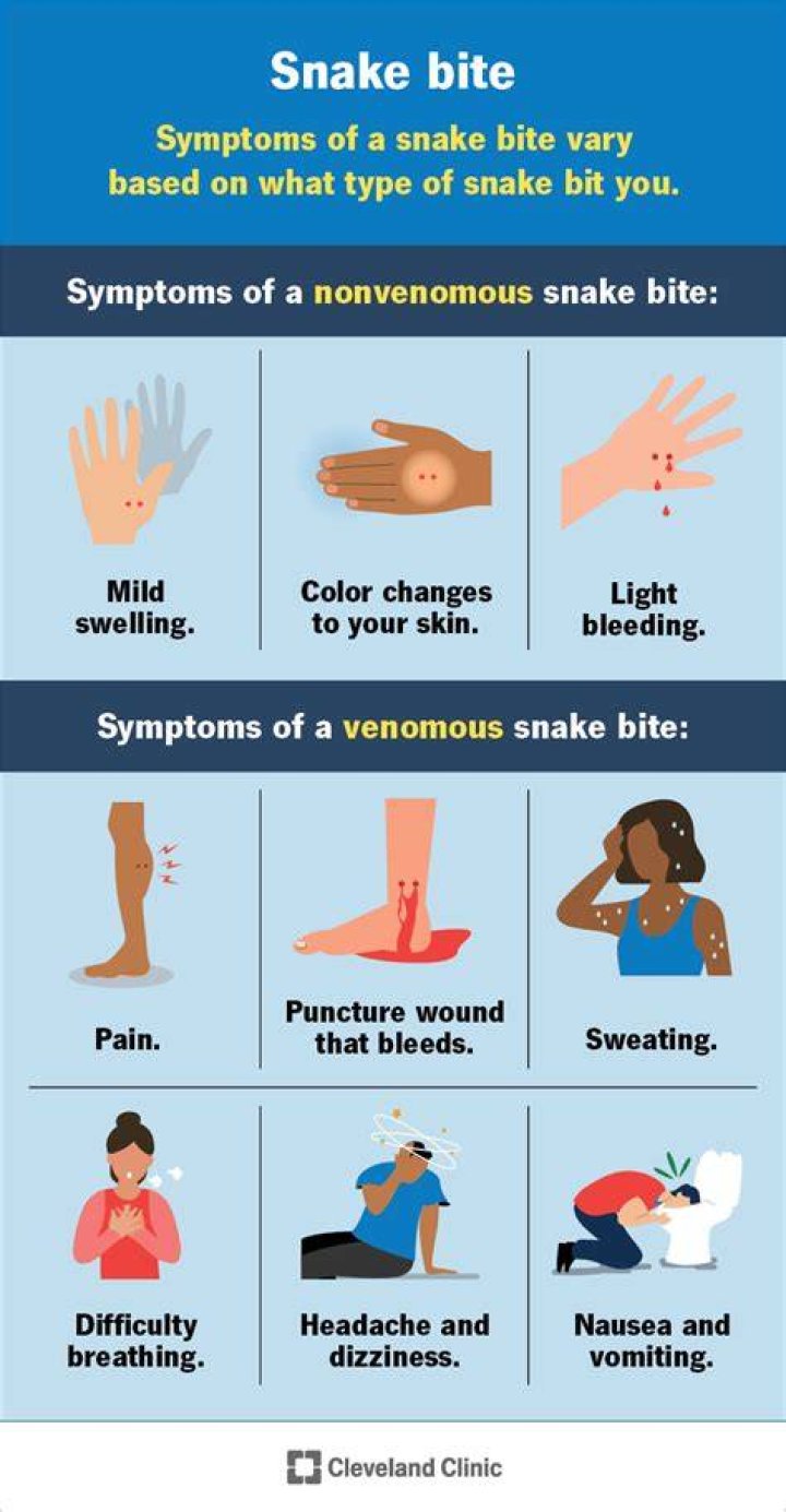 What part of the body do most snake bites occur?