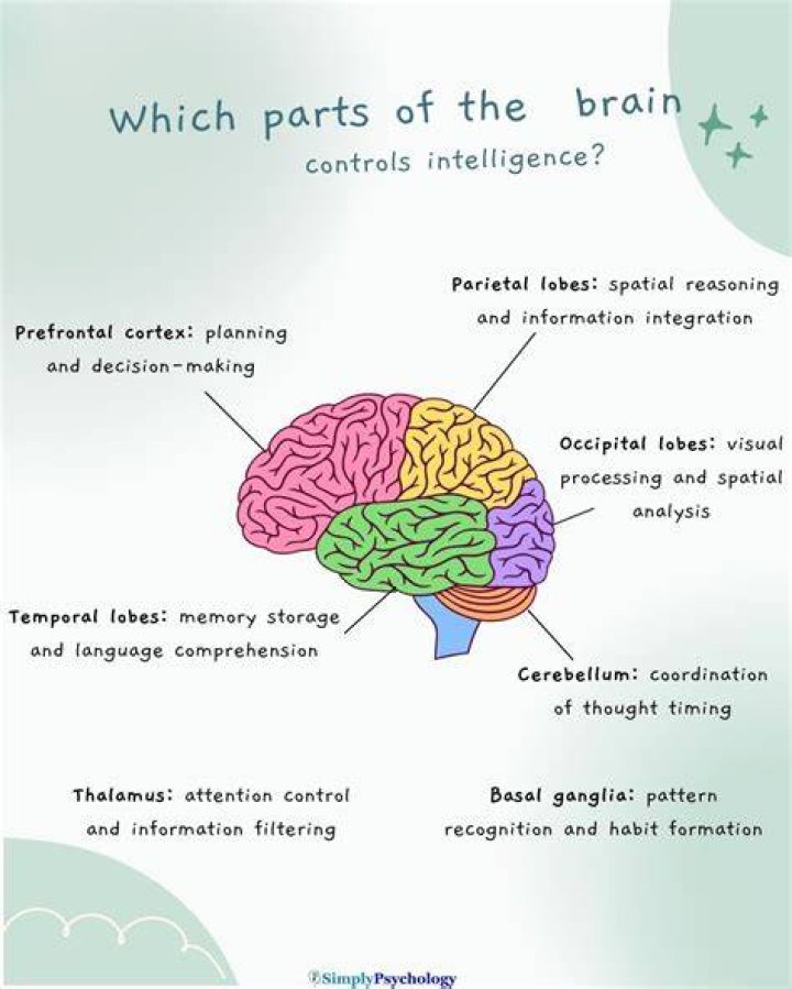 What part of the brain causes fatigue?