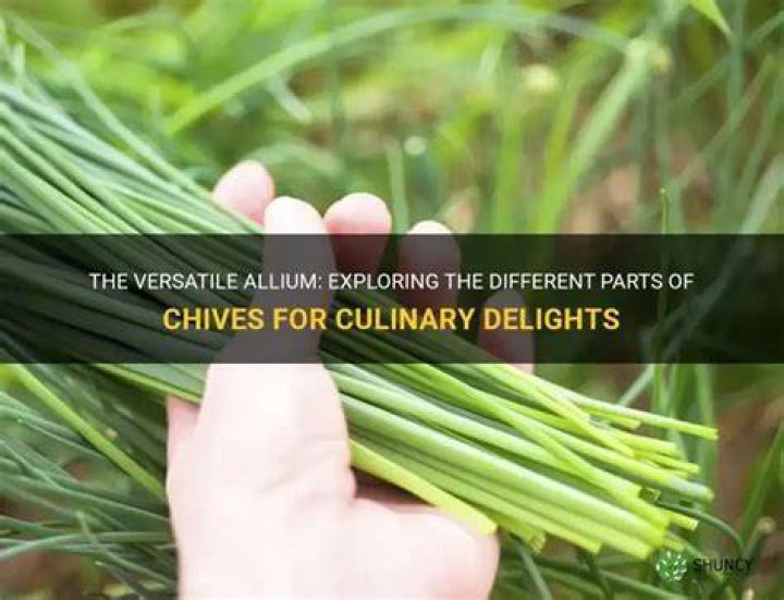 What part of the chives do you use?