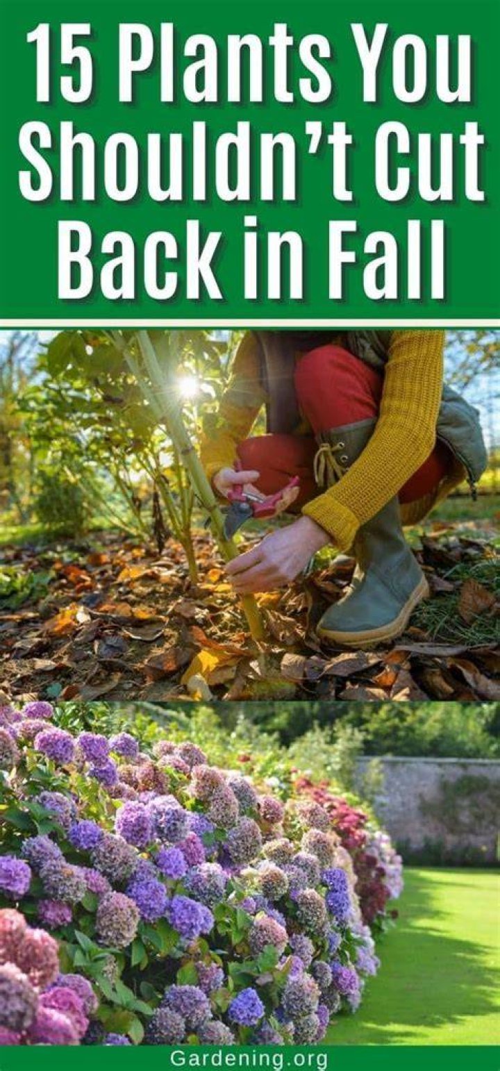 What plants should you cut back in the fall?