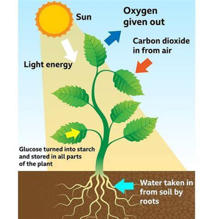 What plants take the most carbon out of the air?
