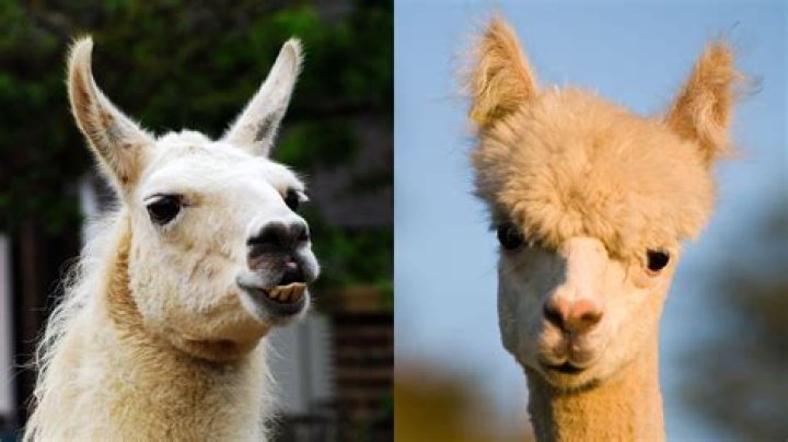 What should not be fed to alpacas?