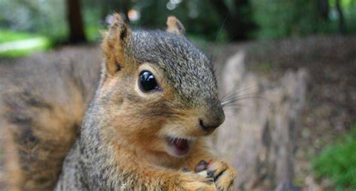 What should you not feed squirrels?