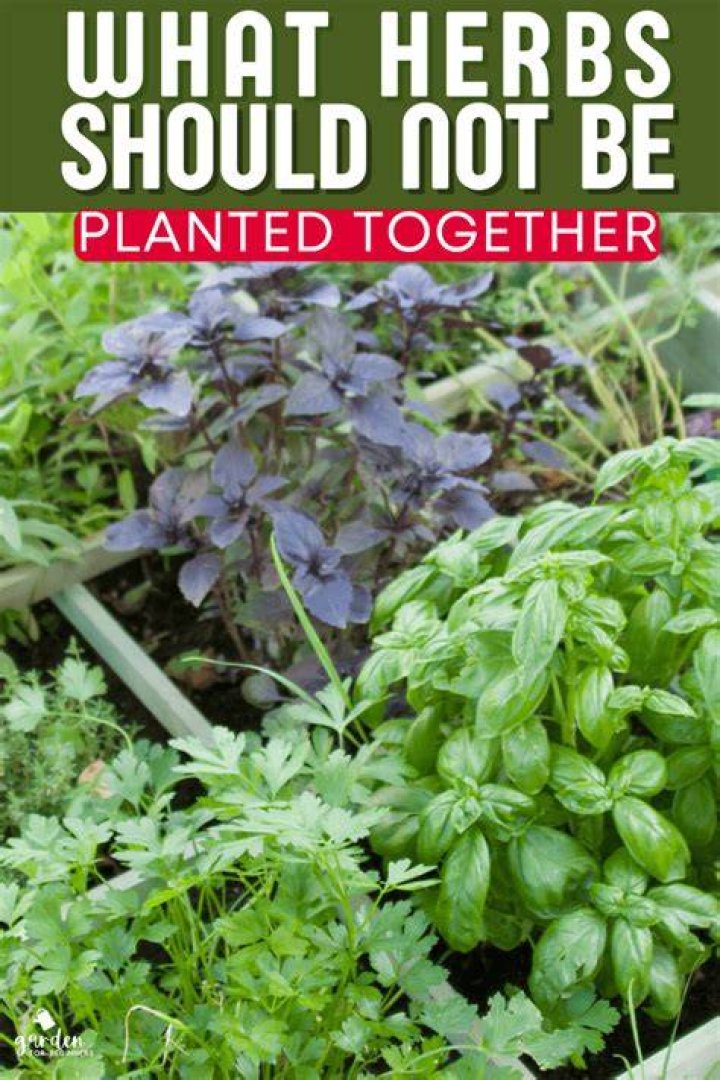What should you not plant side by side?
