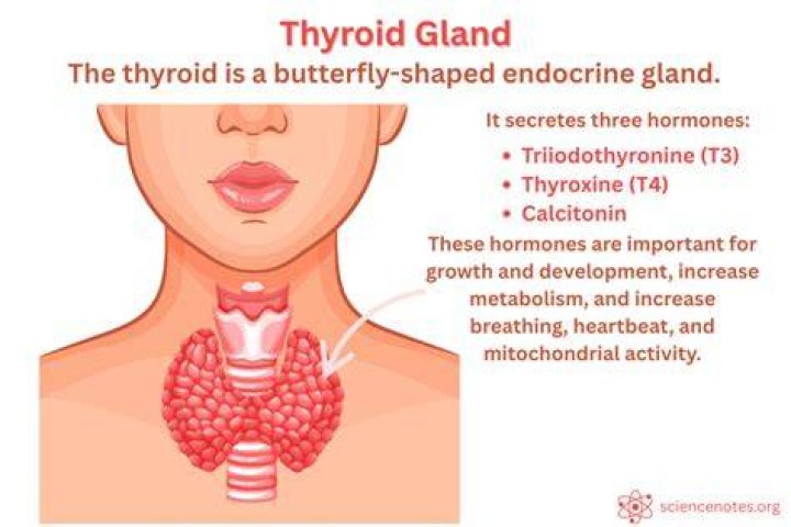 What side is your thyroid on?