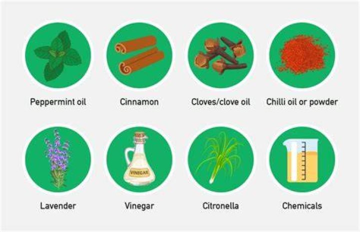 What smell attracts mice the most?