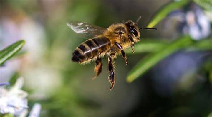 What smells do bees hate?