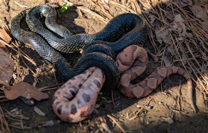 What snake eats copperheads?