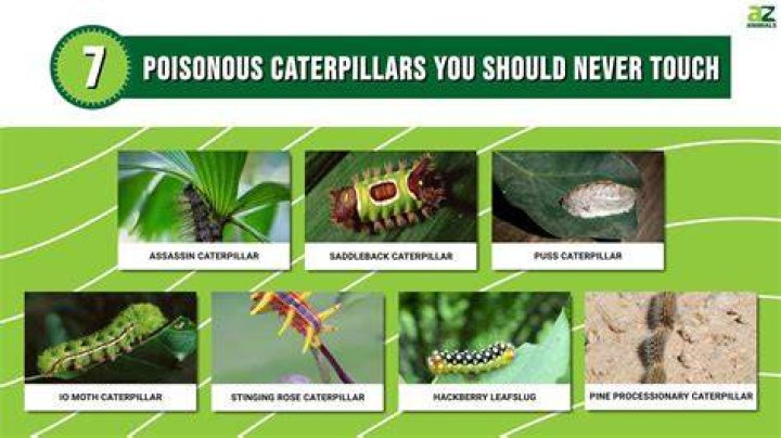 What spice can be poisonous in large doses?