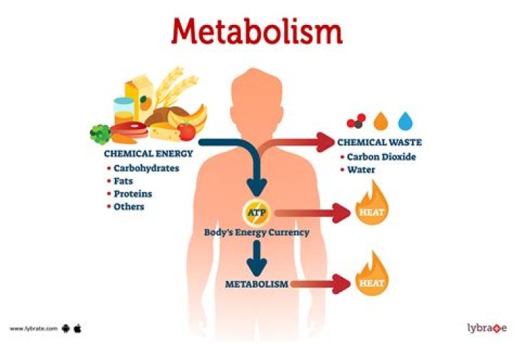 What starts your metabolism in the morning?