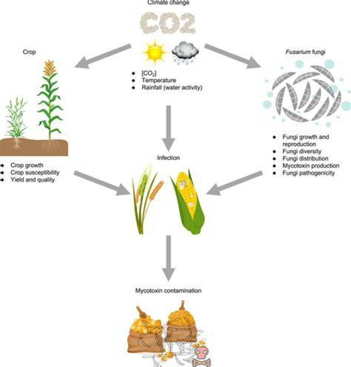 What temperature kills mycotoxins?