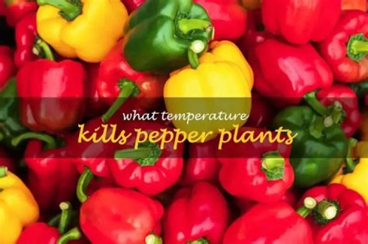 What temperature kills pepper plants?
