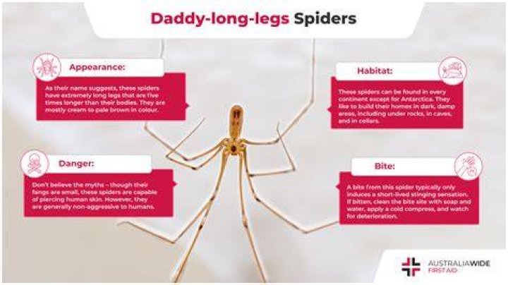 What time of year do daddy long legs appear?