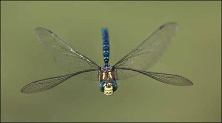 What time of year do you see dragonflies?