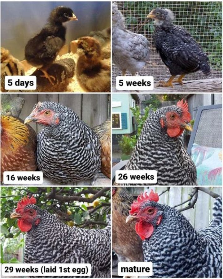 What to do if a chick is bleeding?