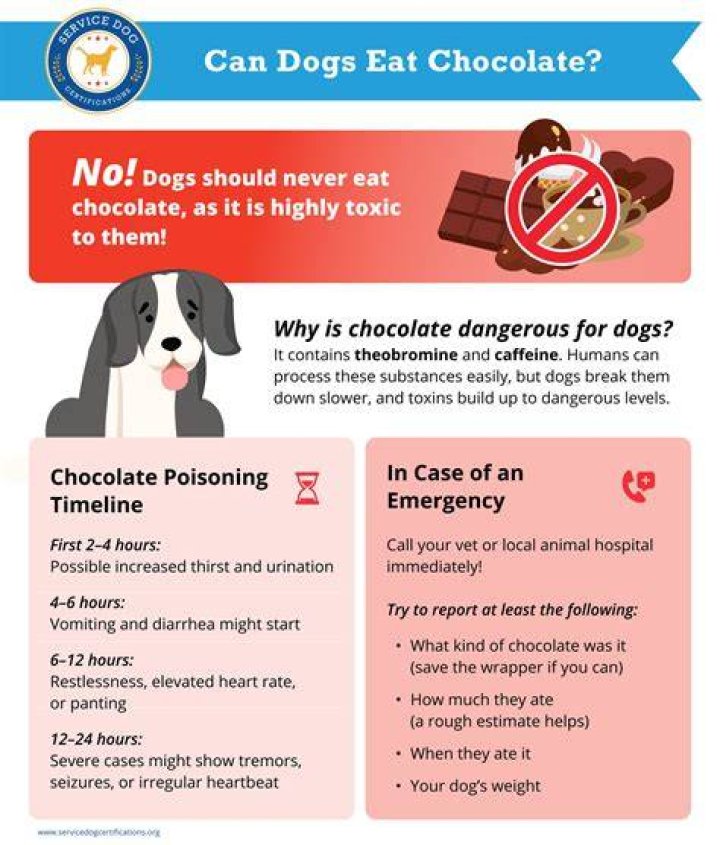 What to do if a dog eats white chocolate?