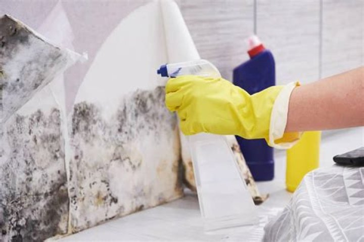 What to do if you think you have mold in your house?