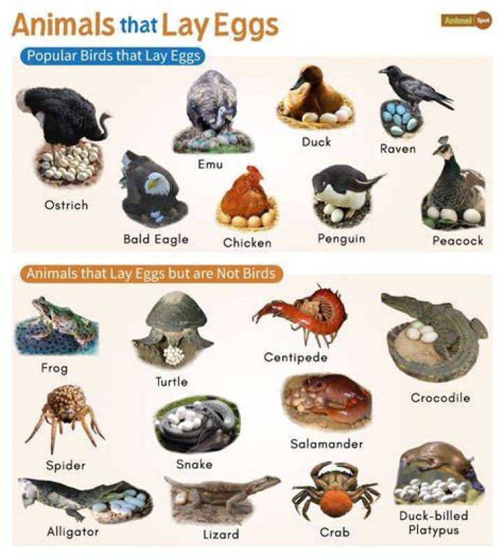 What type of animal is psyduck?