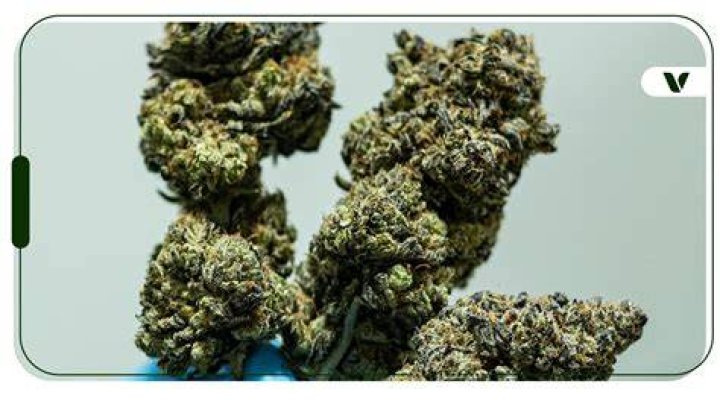What yields more indica or sativa?