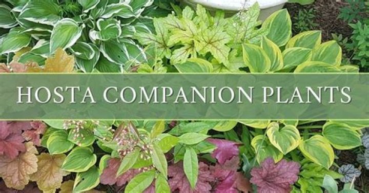 When can you separate hostas and replant them?