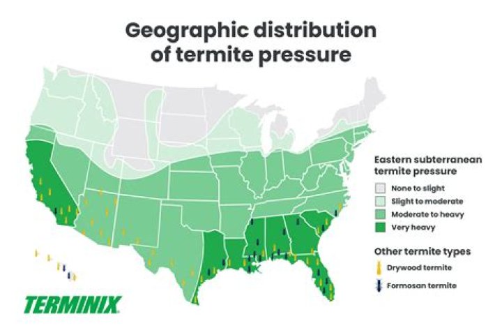 Where are termites most common?