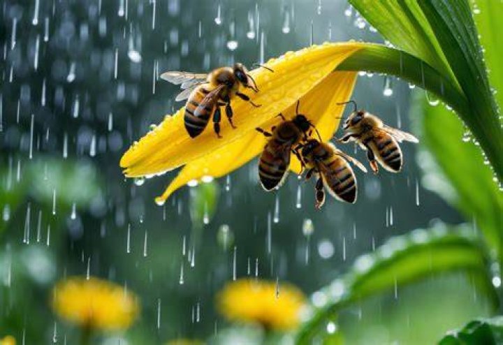 Where do bees go in the rain?