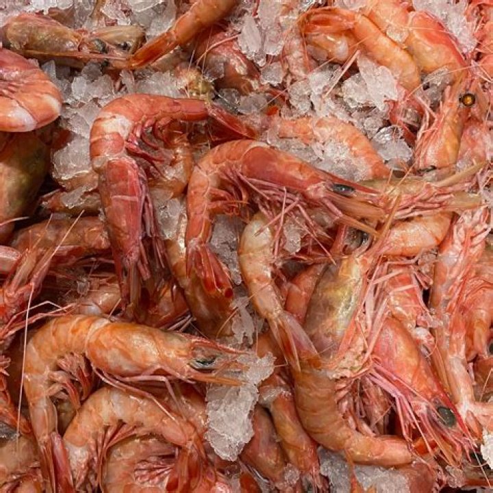 Where do you find royal red shrimp?