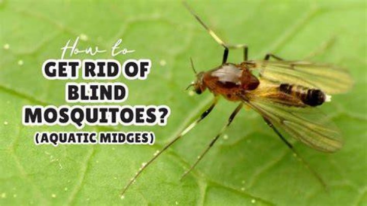 Which country is completely mosquito free?