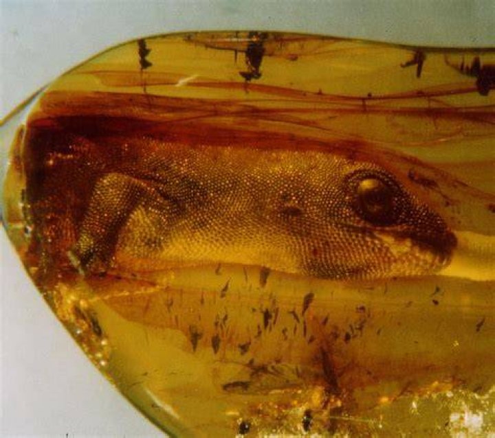 Which feature do amber fossils have that mold?