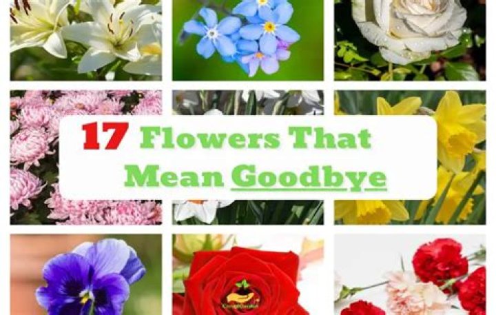 Which flower means goodbye?