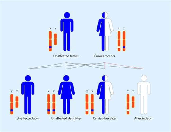 Which genes are inherited from father?