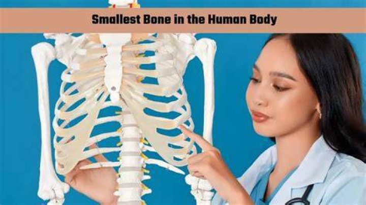 Which is smallest bone?