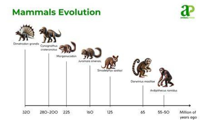 Which is the laziest mammal?
