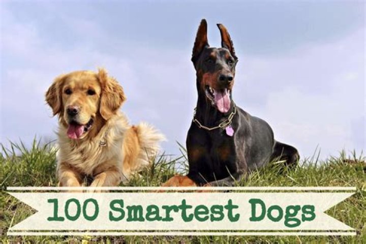Which is the most intelligent dog?