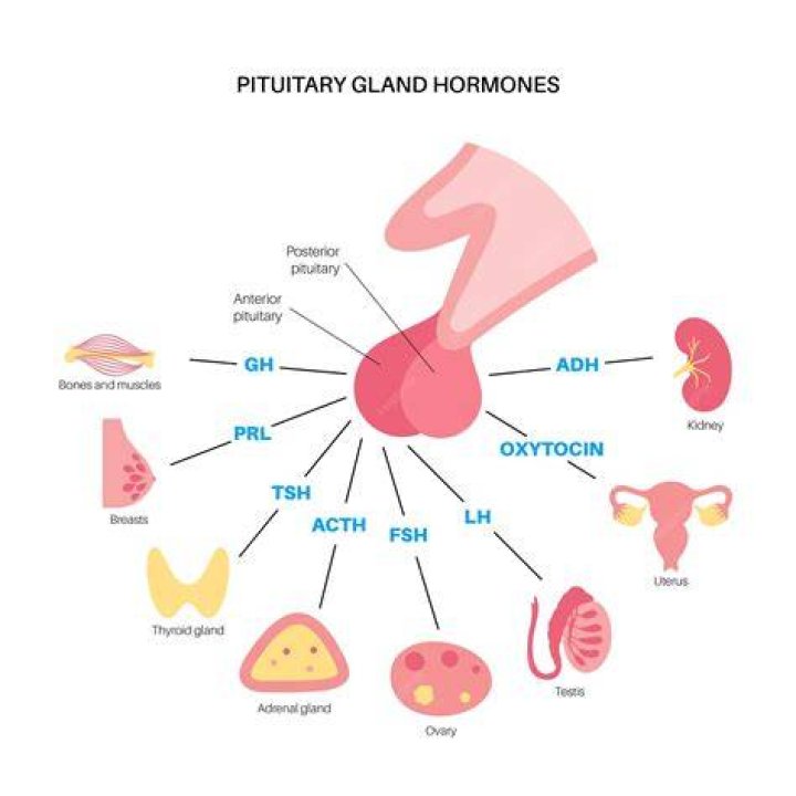 Which of the following is another name for the pituitary gland quizlet?
